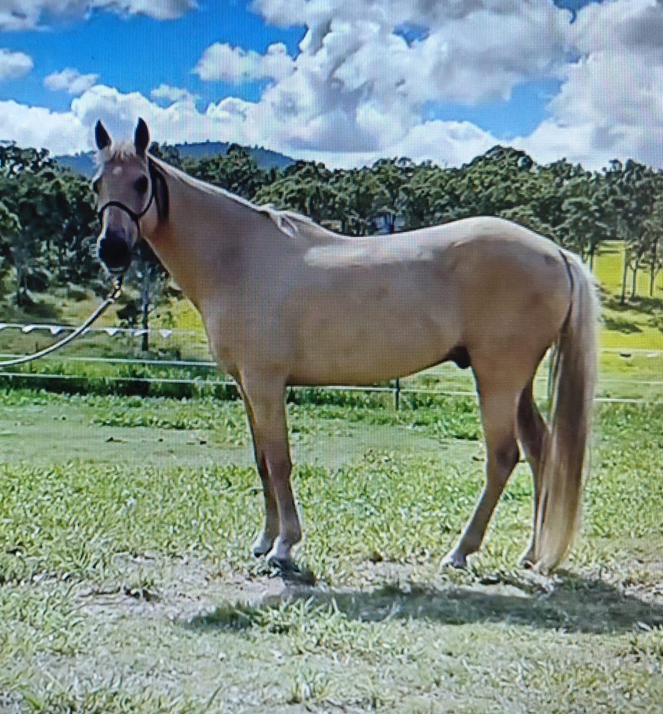 Customer photo review of Digestive EQ