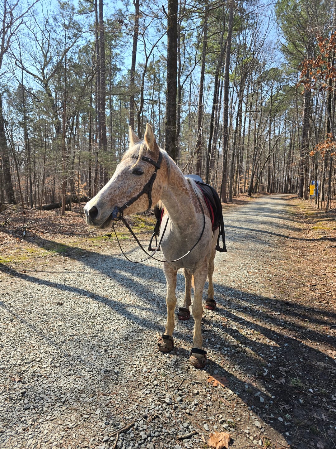 Customer photo review of Renegade® Viper Shield™ Hoof Boot - Dragon Fire Red