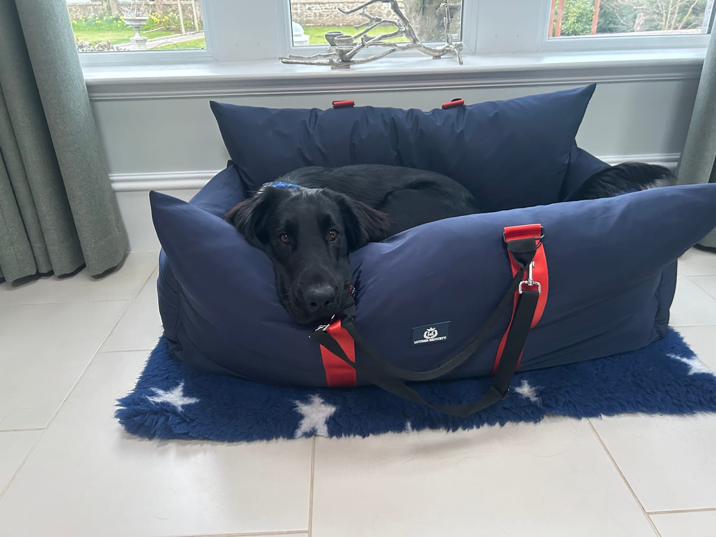 Customer photo review of Travel Dog Pod XL - Now With Isofix