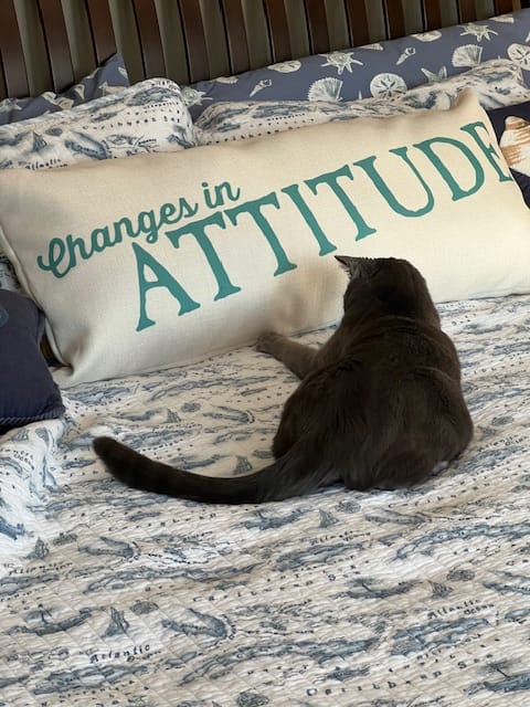 Customer photo review of Margaritaville Resort Changes in Attitude Pillow