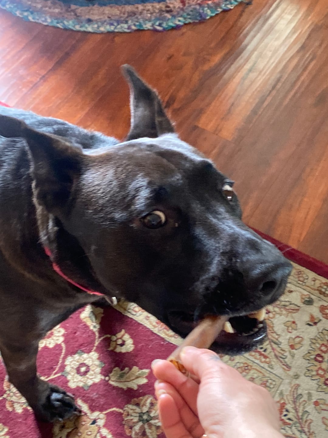 Customer photo review of 6 Inch Beef Collagen Sticks