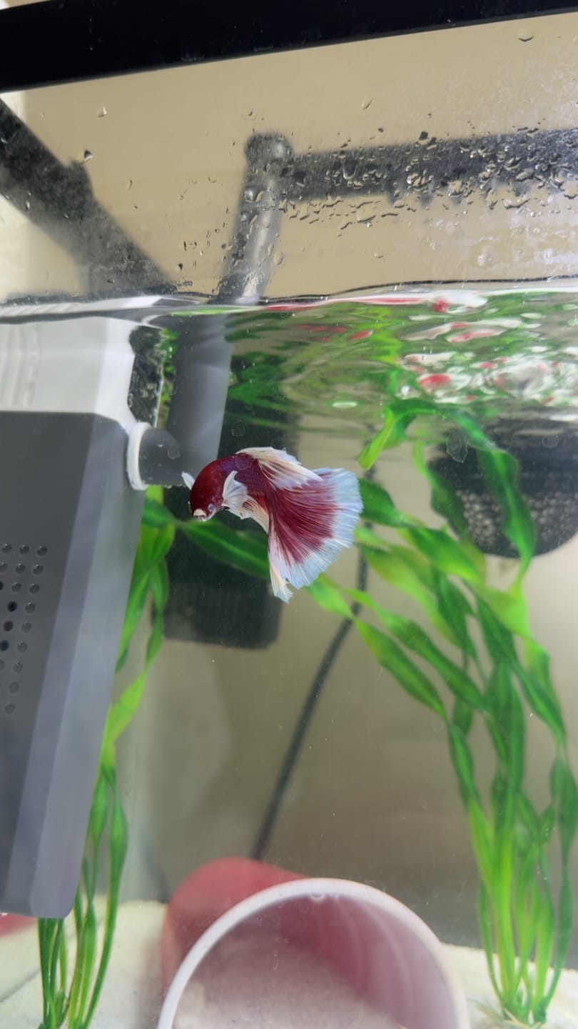 Customer photo review of Dumbo Lavender Halfmoon Male Betta Fish