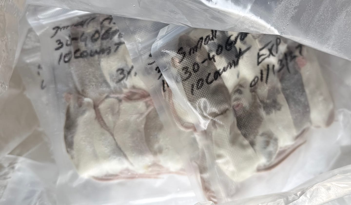 Customer photo review of Small African Soft Fur Rats (10 Count)
