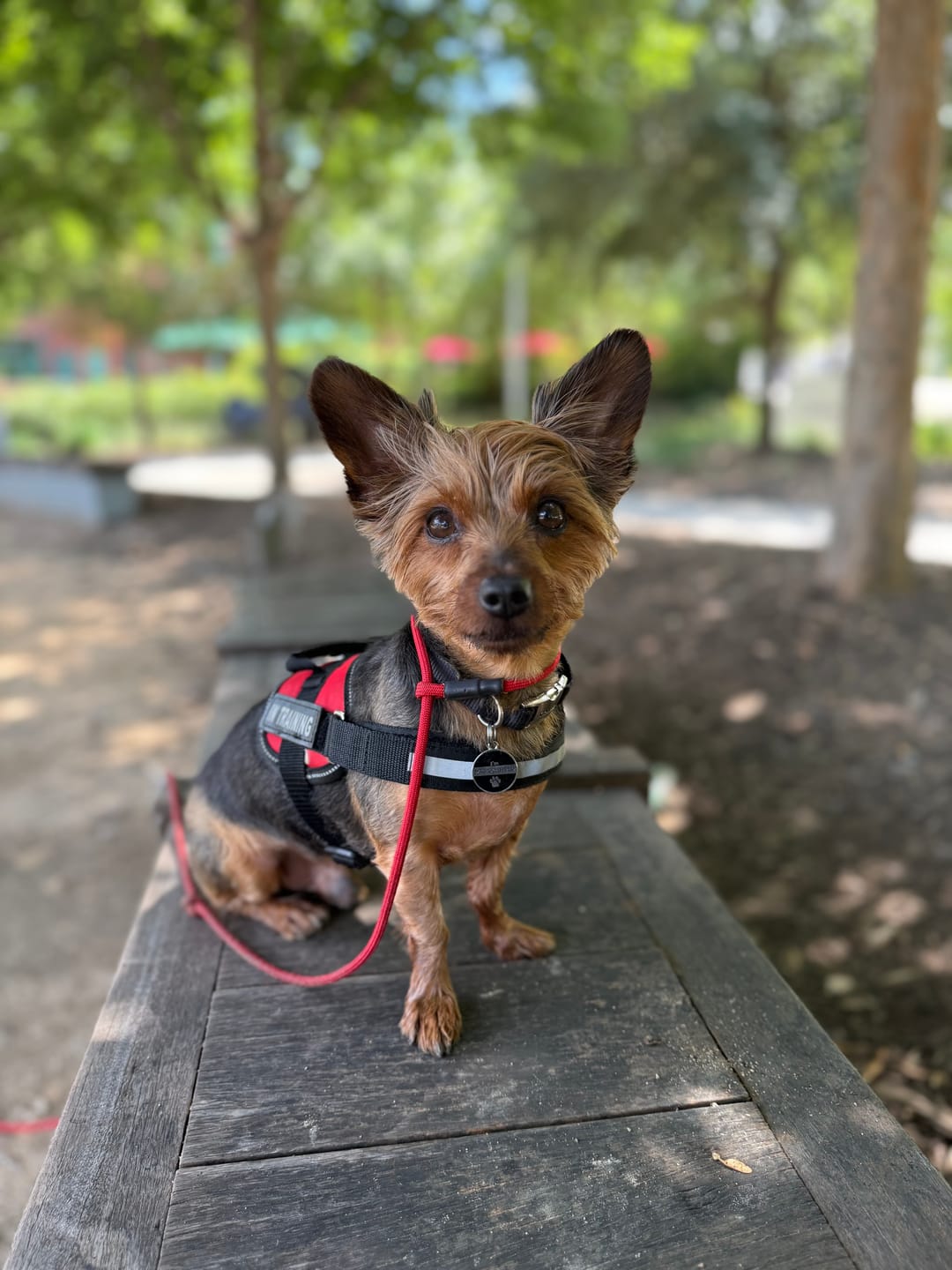 Customer photo review of 6 Inch Standard Bully Sticks