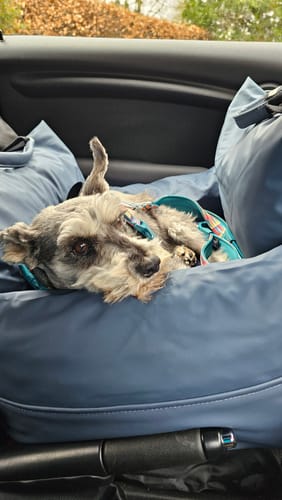 Customer photo review of The Dog Dock V2 New & Improved with ISO Fix