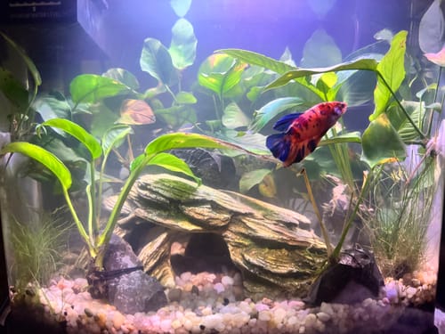 Reviewer's colorful Giant Plakat Betta fish swimming in a planted aquarium.