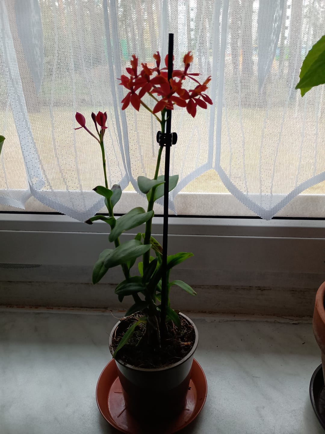 Customer photo review of Epidendrum Nordic Fire Dauerblüher mit orange-roten Blüten und 1 Rispe