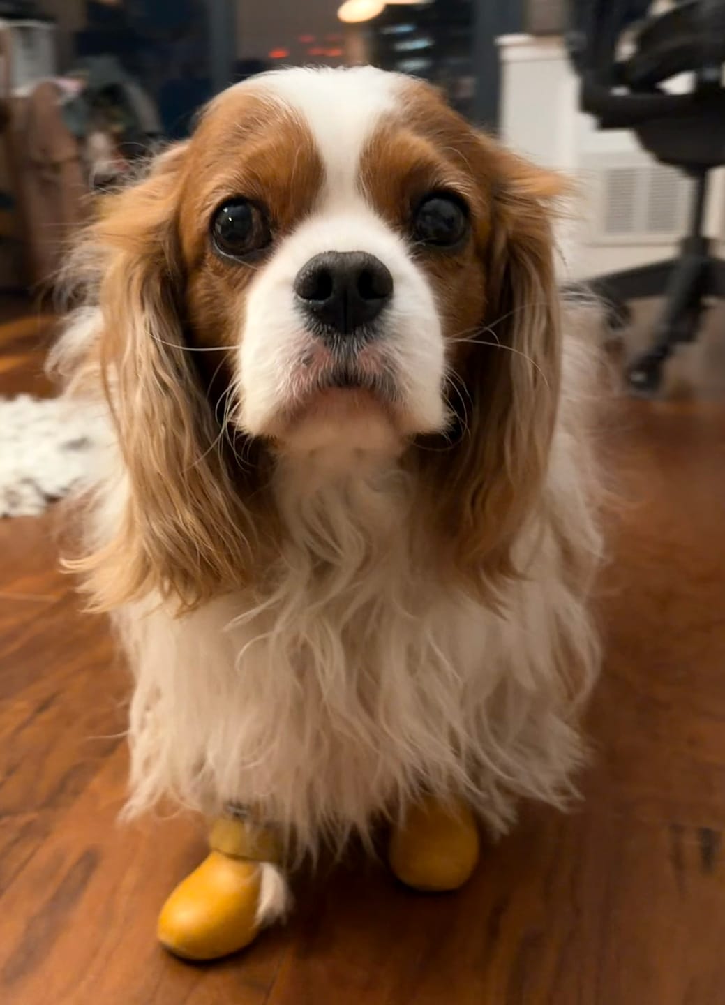 Customer photo review of WagWellies® by wagwear