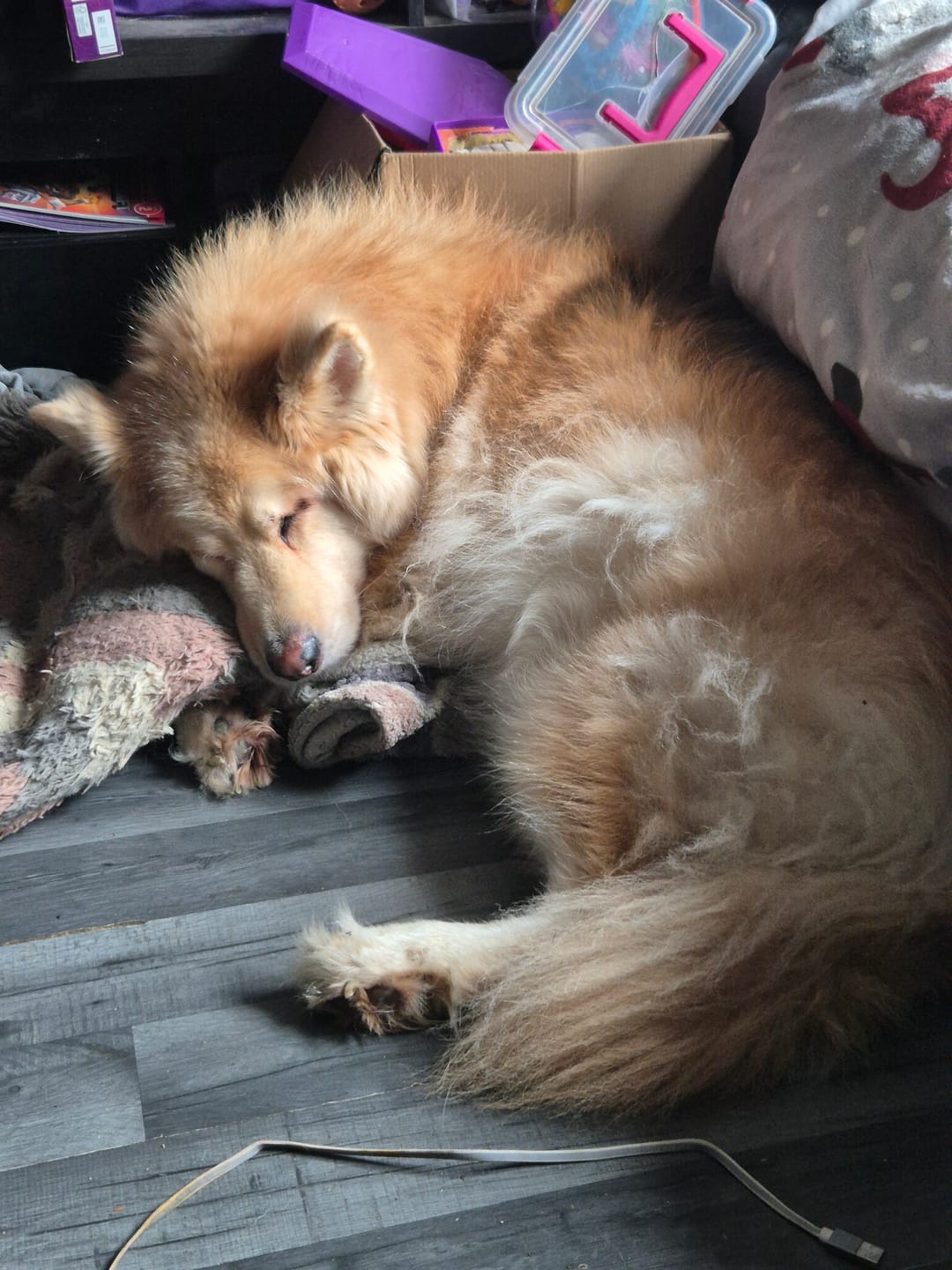 Customer photo review of Pumpkin Puree Powder for Dogs