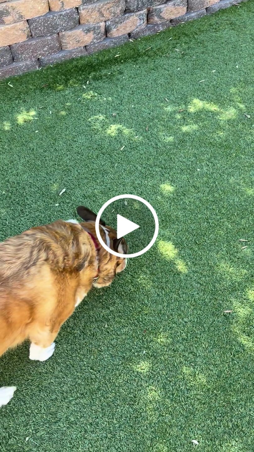 Customer video review of OptiWize Collagen +Plus Dog and Cat Joint Health Supplement
