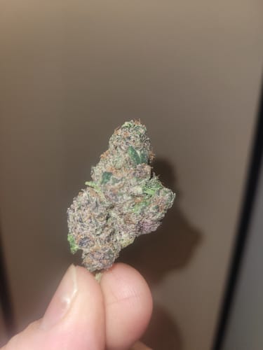 Reviewer showing a close-up of a dense, purple-flecked Cookies N' Cream bud.