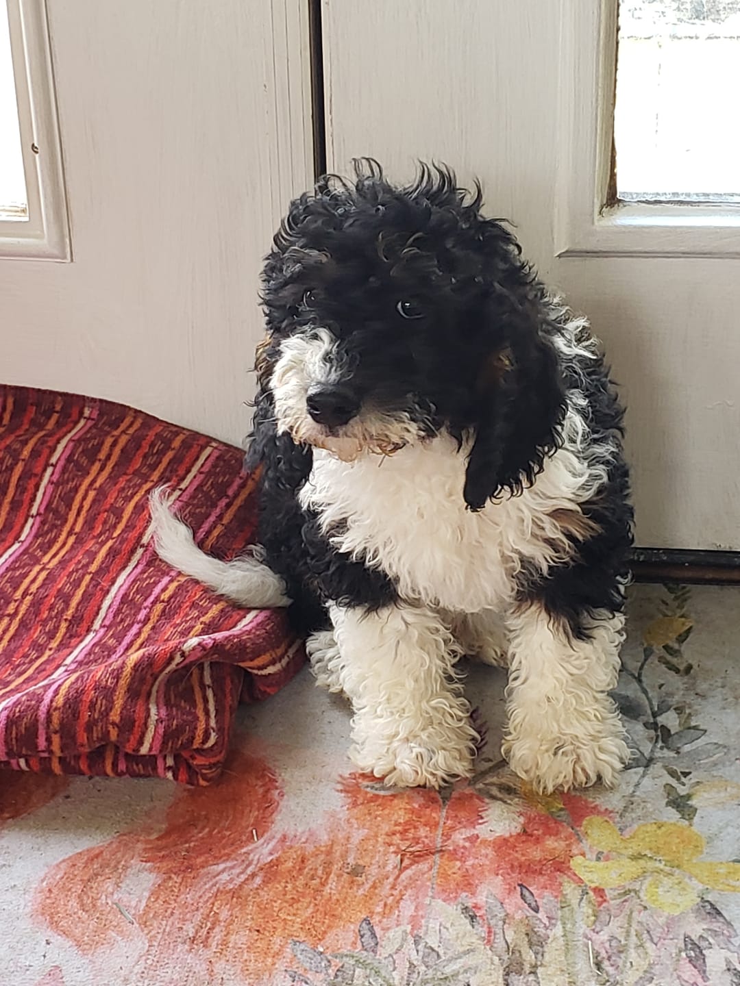 Customer photo review of Flowerpup Custom Pet Portrait (Humans too!)