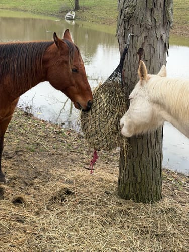 Customer photo review of Hay Chix® Half Bale Net