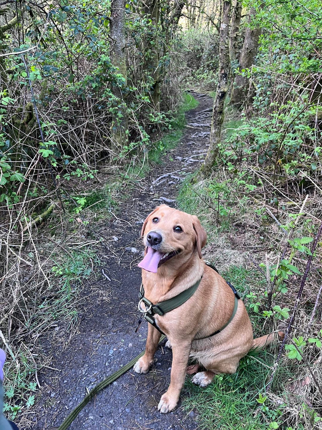 Customer photo review of Anti-Pull TRI-Harness® | Training Dog Harness for All Breeds - Khaki