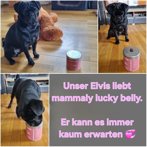 Kunden-Collage, die einen schwarzen Mops zeigt, der auf eine Dose Lucky Belly Hypoallergen wartet und daraus frisst.