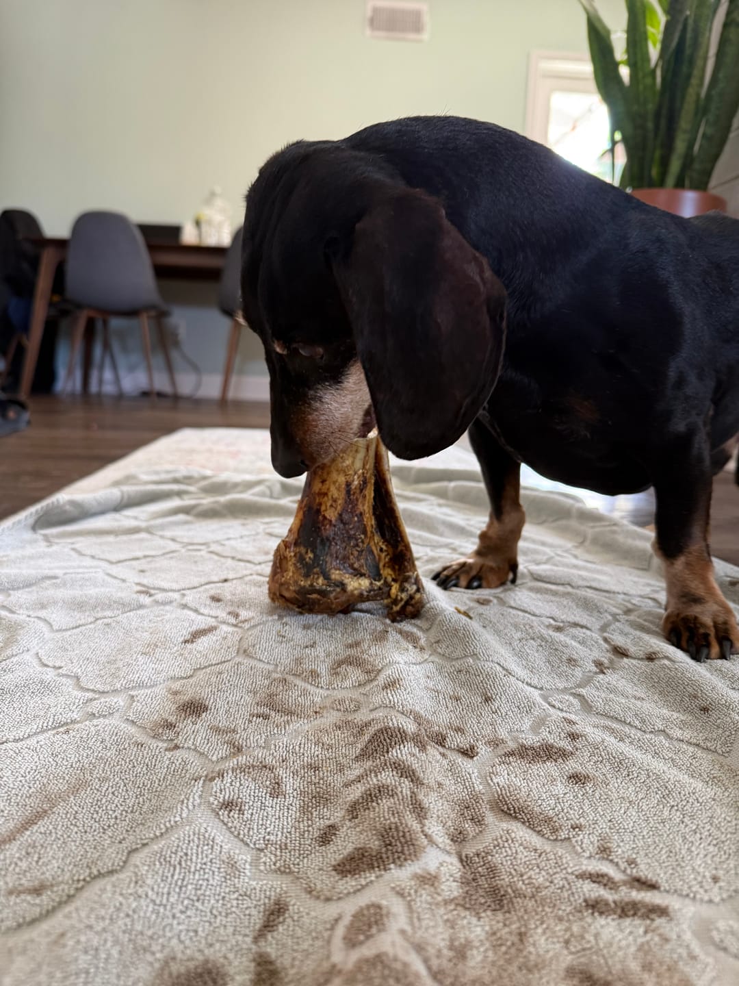 Customer photo review of Chewy Ostrich Knee Tendon: The Satisfying, Joint-Supporting Chew