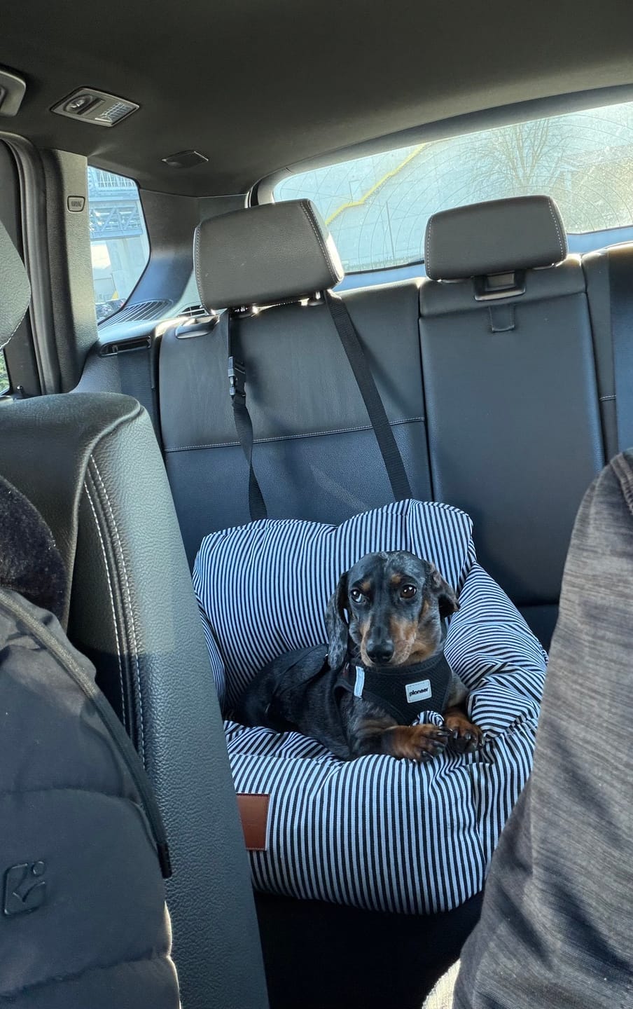 Customer photo review of Premium Hunde Autositz inkl. Sicherheitsgurt