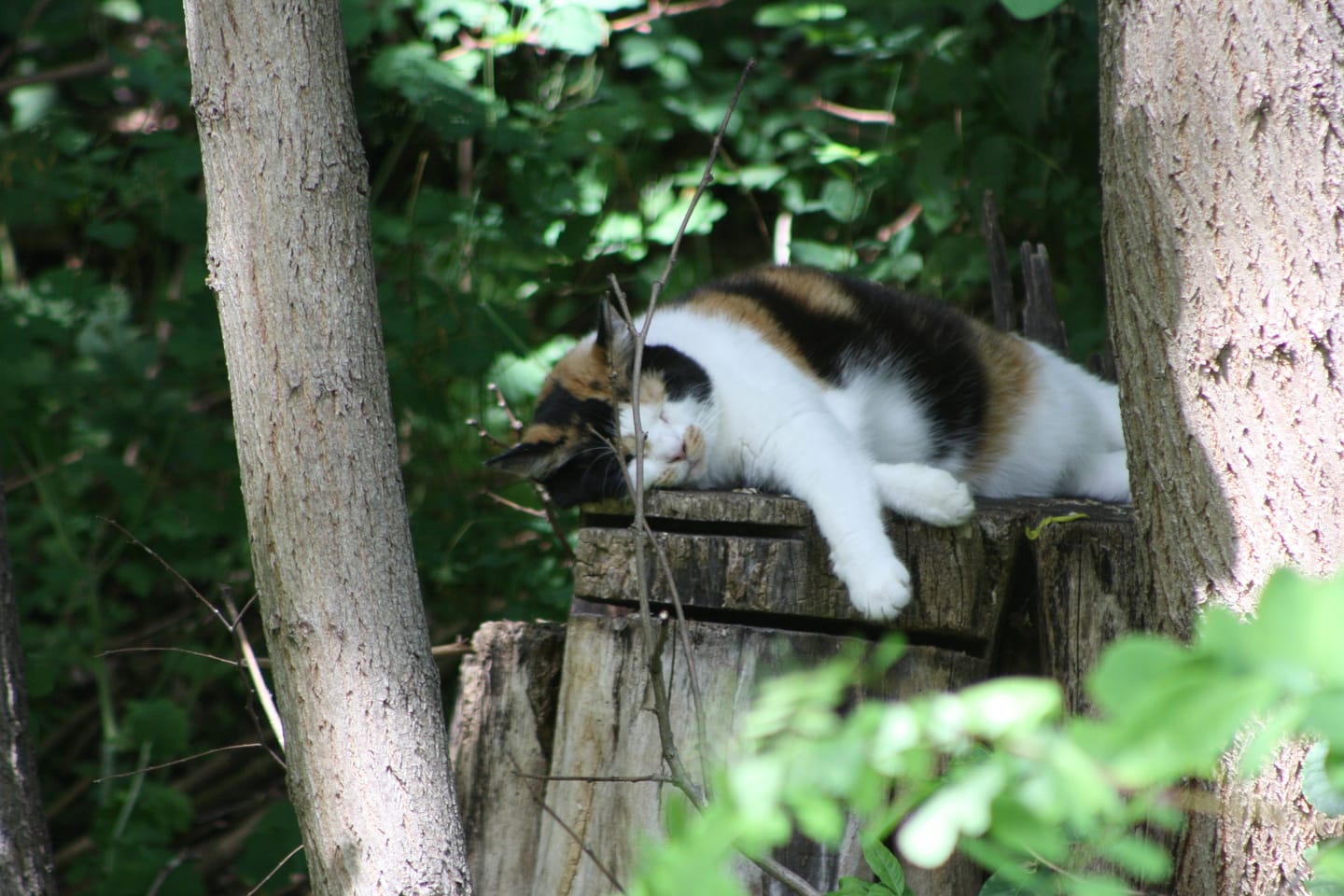 Customer photo review of Zpot-on für Katzen gegen Zecken, Flöhe, Milben & Mücken [Jahresvorrat]