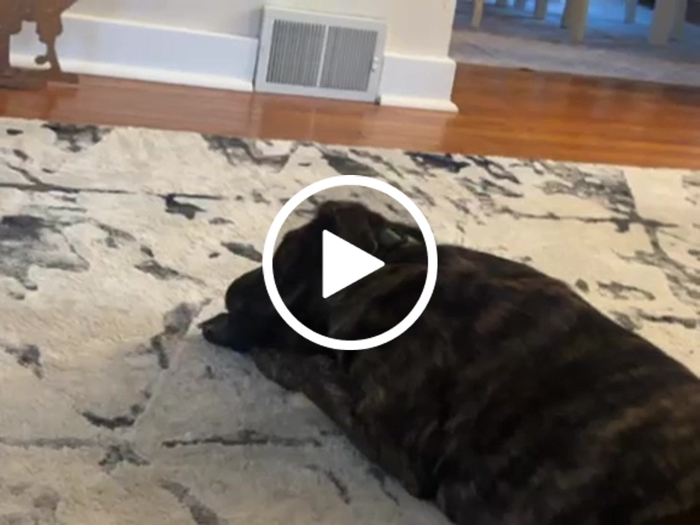 Customer video review of Himalayan Yak Cheese Chew Dog Treat