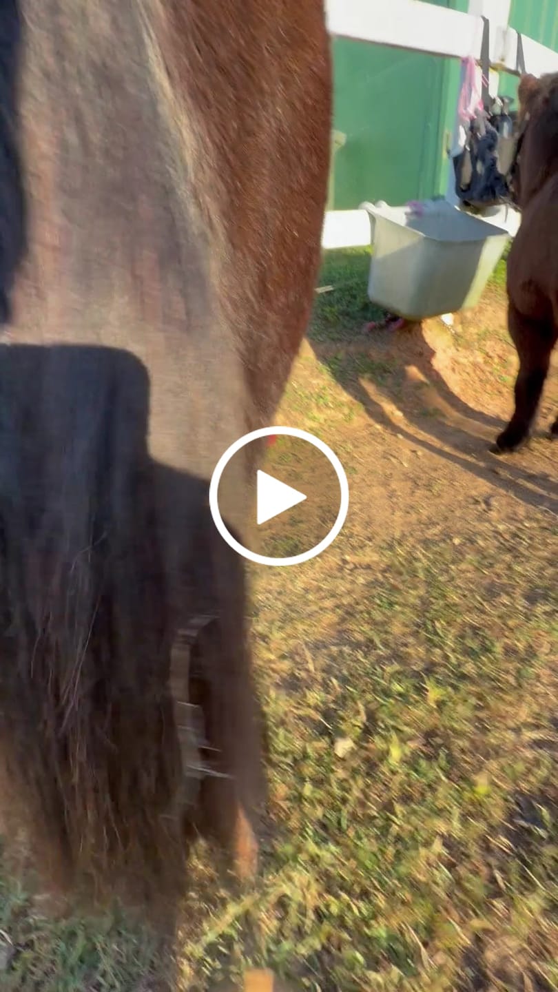 Customer video review of Queen's Brush - Royal Mane & Tail Brush