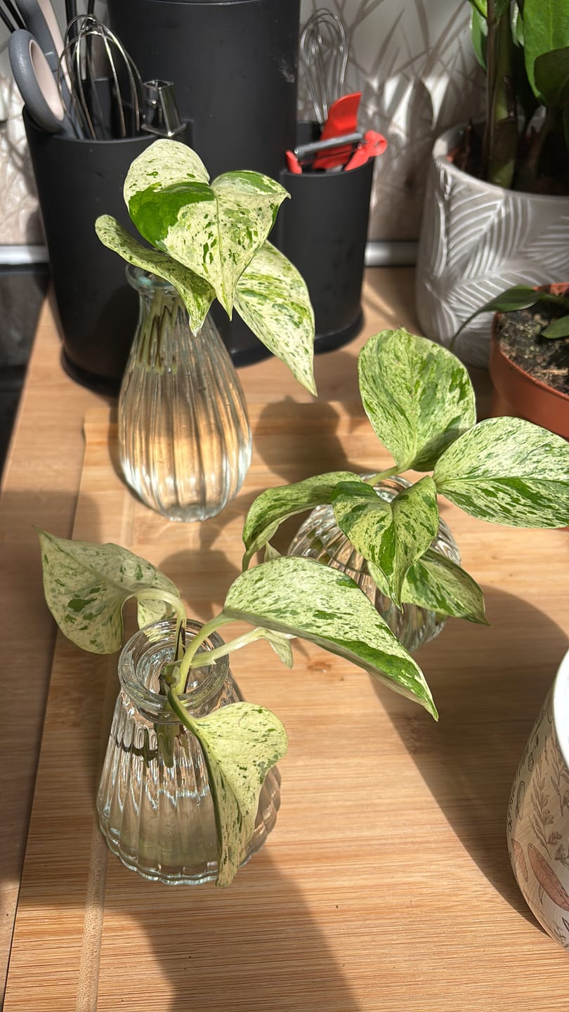 Customer photo review of EPIPREMNUM MARBLE QUEEN