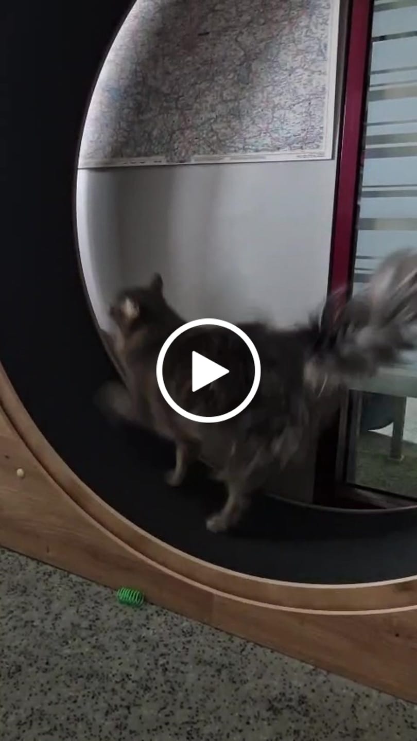 Customer video review of Sofort verfügbare Katzenlaufräder von ELMATO