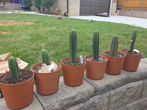 Customer photo review of Trichocereus Peruvianus | Peruvian Torch Cactus