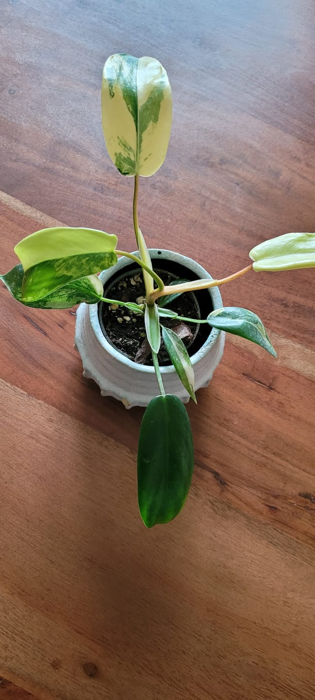 Customer photo review of PHILODENDRON FLORIDA BEAUTY
