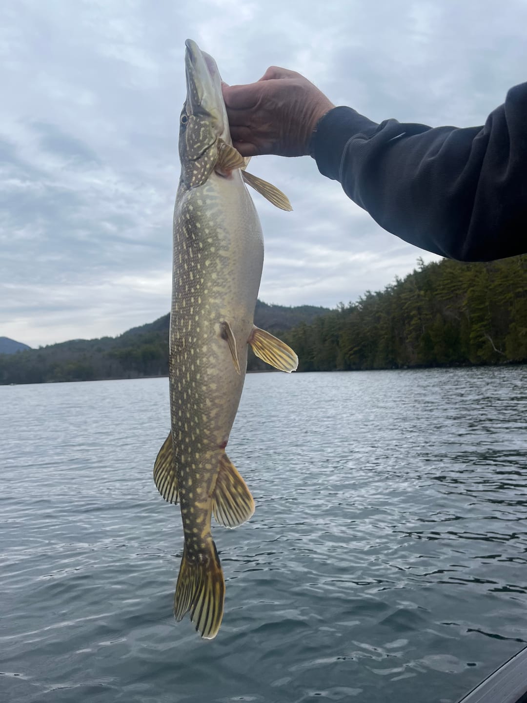 Customer photo review of American Smelt