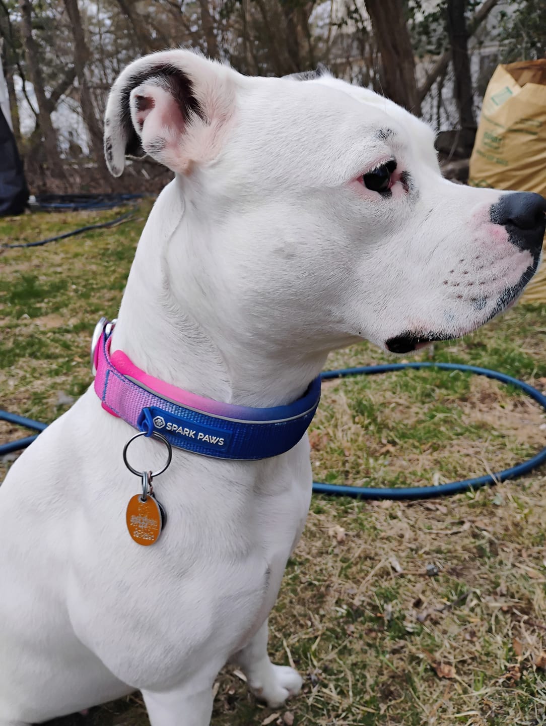 Customer photo review of Cushioned Martingale Collar - Snow Cone