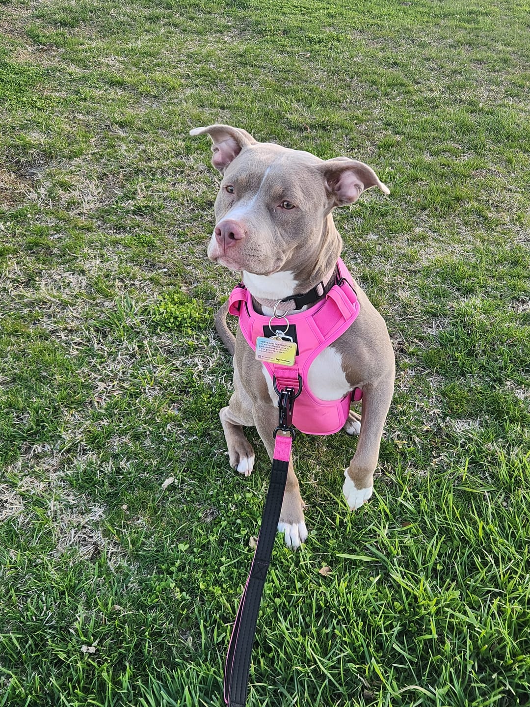 Customer photo review of Pink Bully Proof Collar