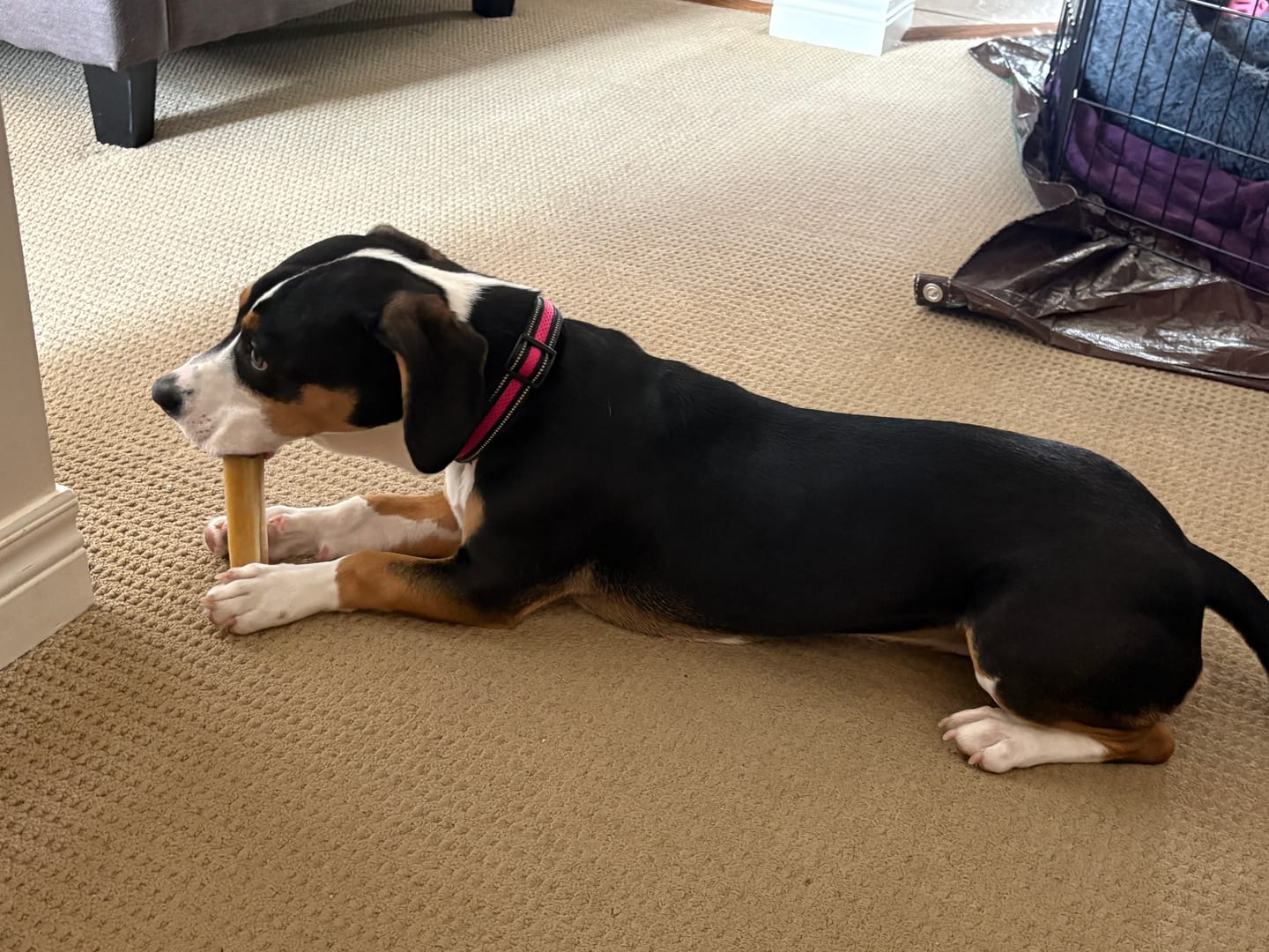 Customer photo review of Himalayan Yak Chew Flavor Pack