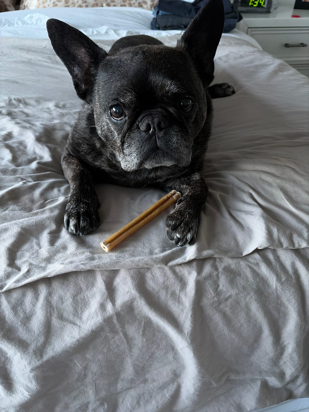 Customer photo review of 6 Inch Standard Bully Stick