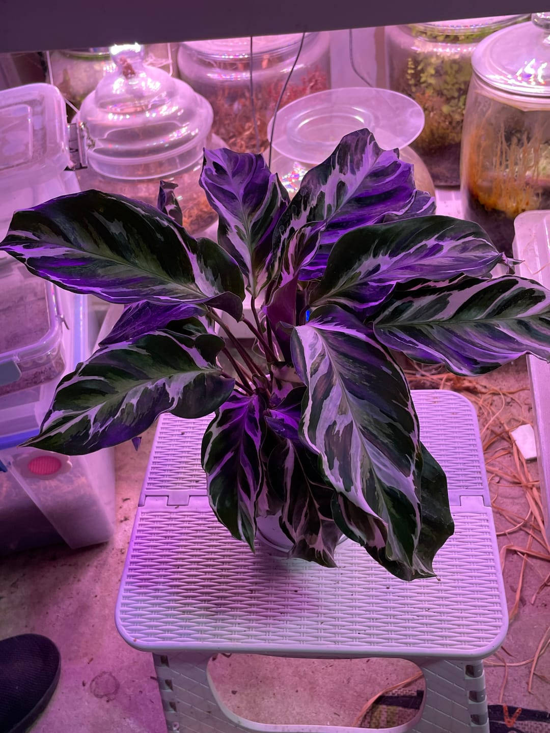 Customer photo review of Calathea 'Stella'