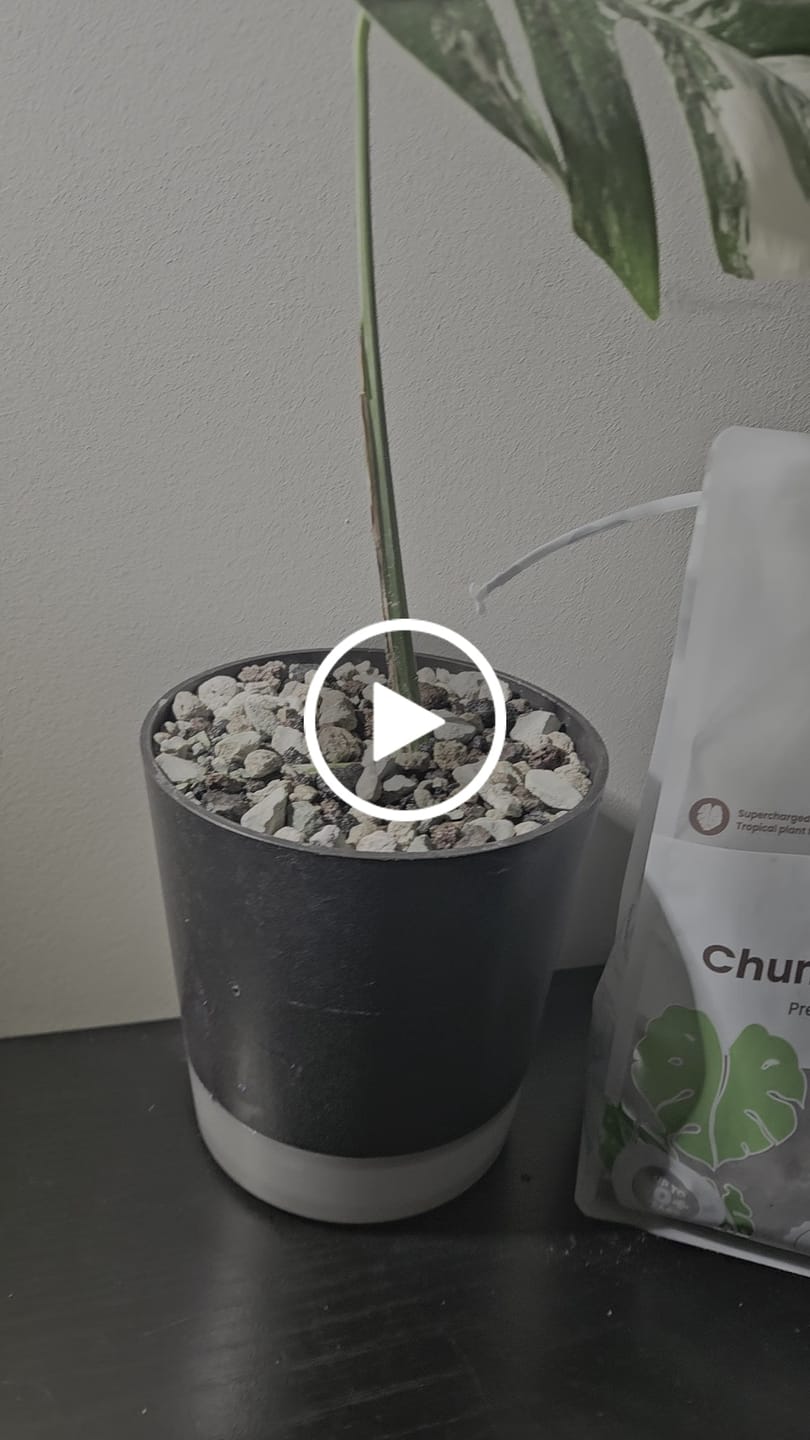 Customer video review of Fine Houseplant Mineral Mix