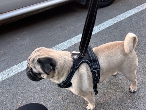 Customer photo review of No Pull Harness