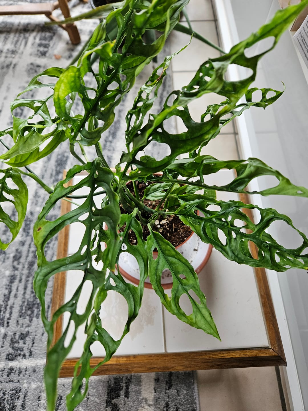 Customer photo review of MONSTERA OBLIQUA PERU