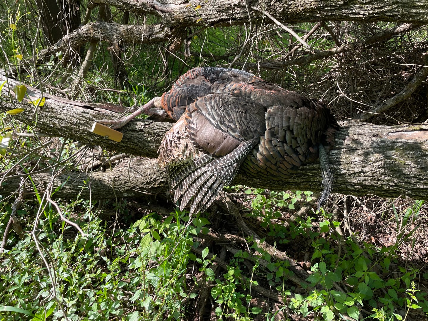Customer photo review of FLASH SALE VisX/VisMax 270 Degree Ground Blind | See-Through Duck Blind & Portable Pop-Up Deer Blind | Camouflage Hunting Blinds & Best Budget Ground Options