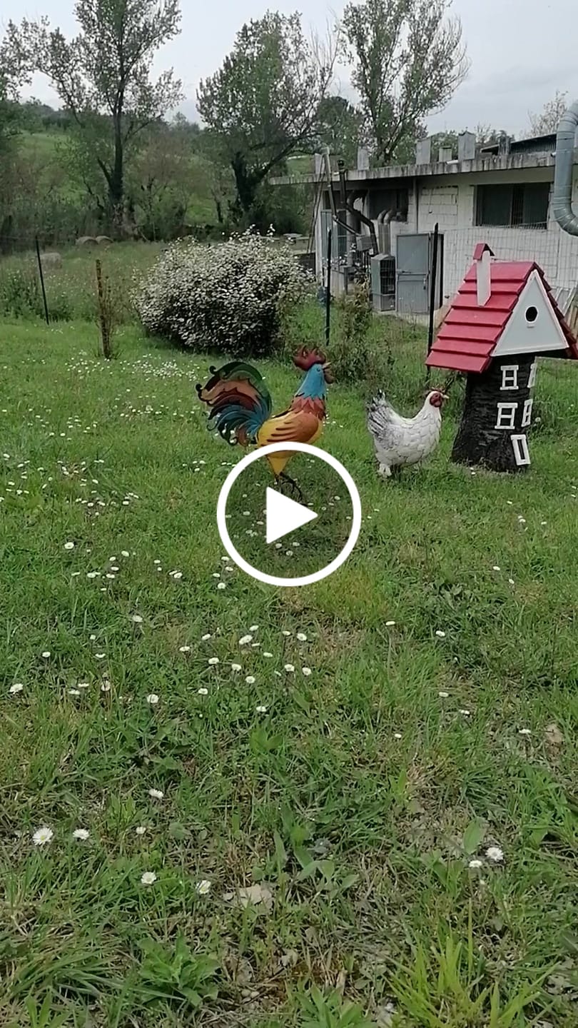 Customer video review of Gallo Decorativo in Ferro Colorato per Cortili e Giardini