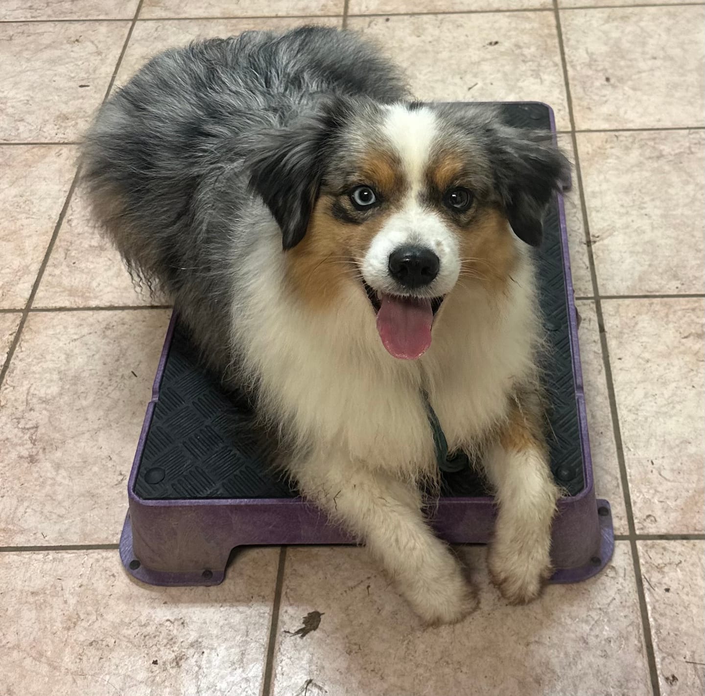 Customer photo review of 6 Inch Thick Bully Stick