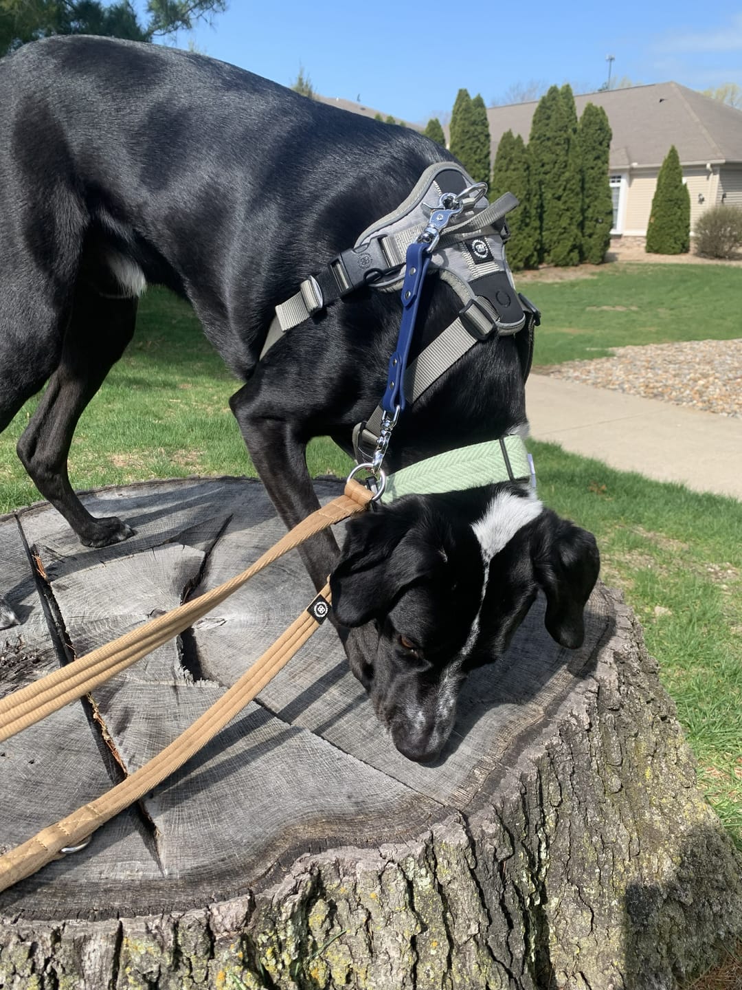 Customer photo review of Anti Pull Hurricane Harness Lighter | With Handle - Grey