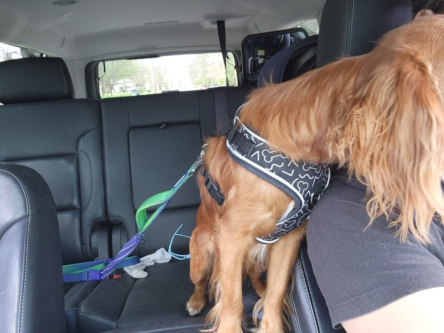 Customer photo review of Multipurpose Seatbelt Handsfree Leash & Poop Bag Holder Set - Lime Wave