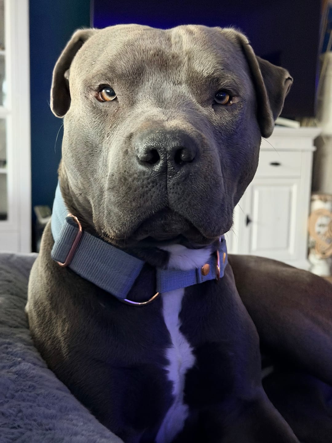 Customer photo review of Martingale Rose Edition Pastel Blue - Brett fodrat halsband halvstryp