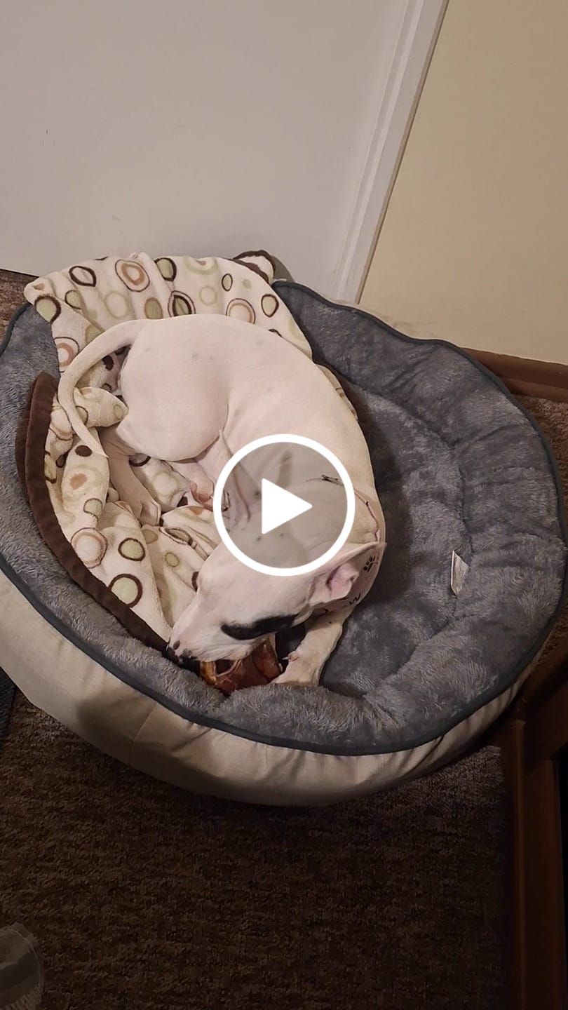 Customer video review of Lomo de cerdo