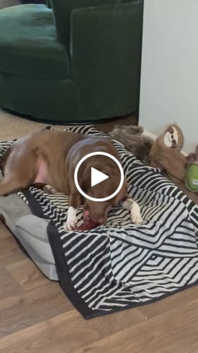 Customer video review of Smoked Beef Marrow Bone