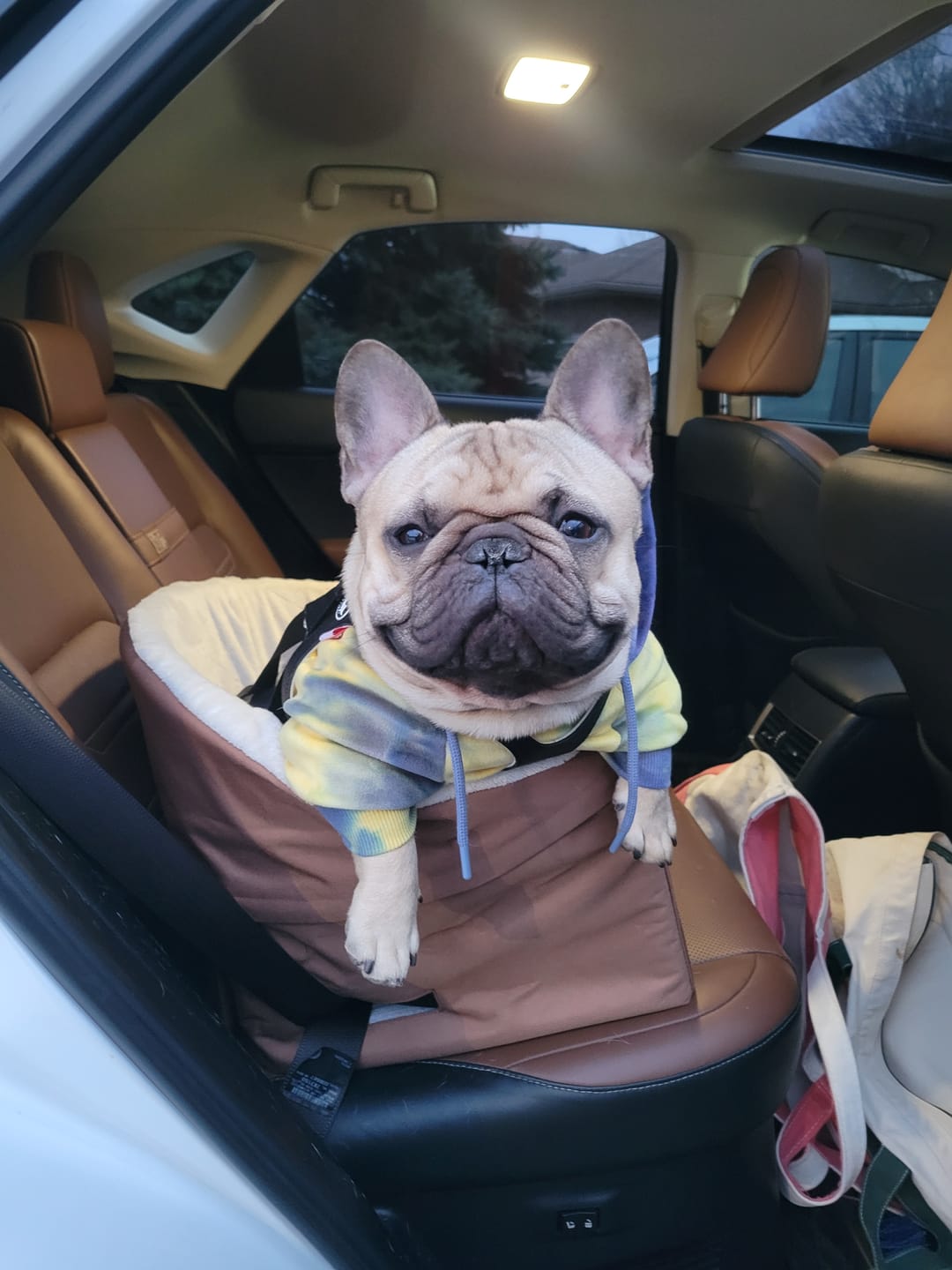 Customer photo review of Velvet Dog Hoodie - 90s Retro