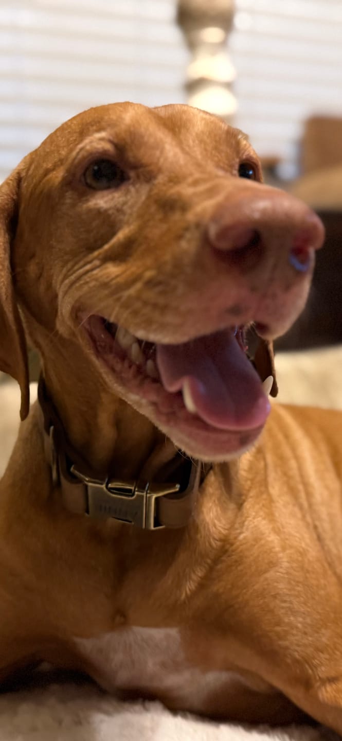 Customer photo review of Leather Dog Collar with Rustic Buckle