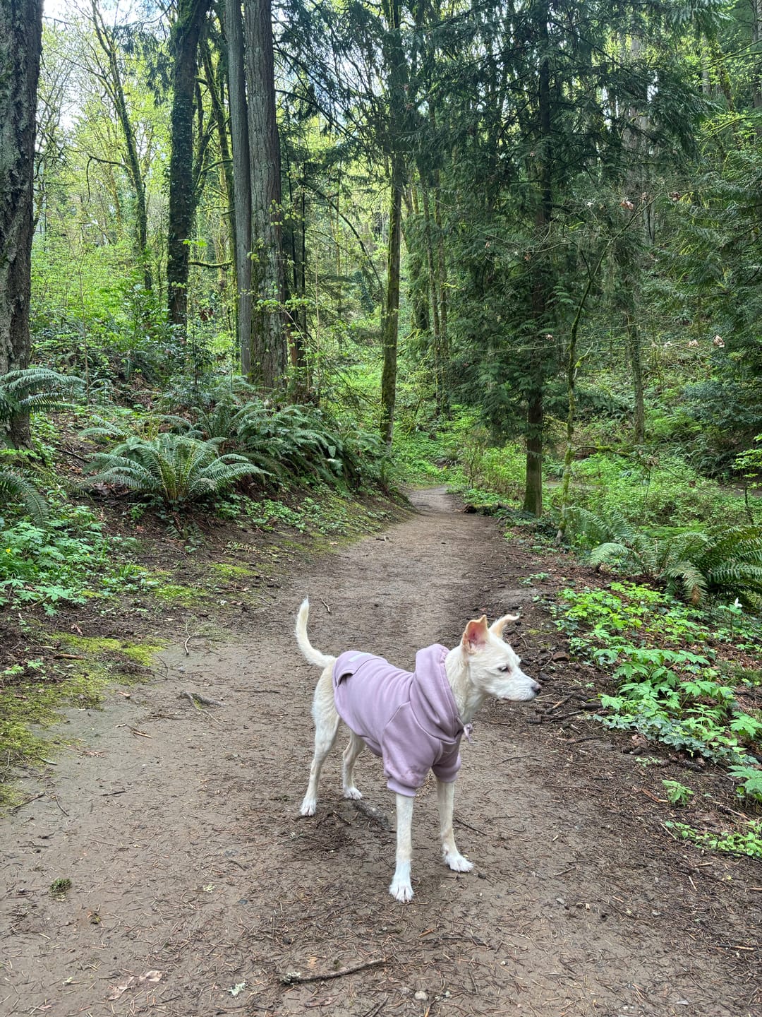 Customer photo review of Essential Dog Hoodie - Purple Taupe