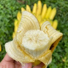 Customer photo review of Gros Michel Banana