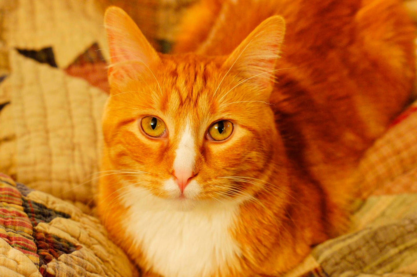 Customer photo review of Cat Allergy Relief & Immune Support – Natural Remedy for Sneezing, Itching & Seasonal Allergies